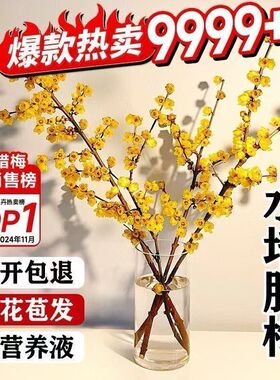 腊梅鲜切花干枝腊梅水培鲜花带花苞年宵花卉水培植物花束客厅摆设