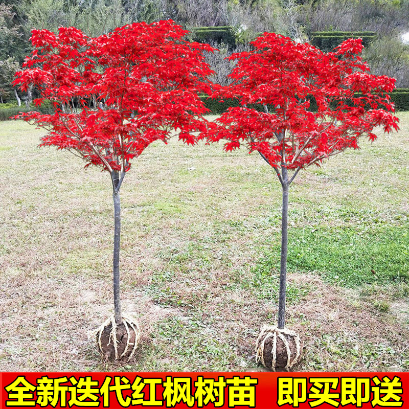 红枫树苗日本正宗红枫中国三季红四季庭院植物美国紅舞姬红枫树苗