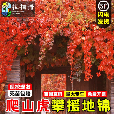 爬山虎苗五叶地锦盆栽别墅庭院耐寒爬藤攀援绿化植物三叶爬墙虎苗