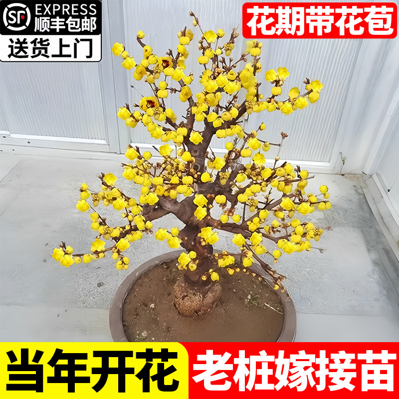 腊梅花盆栽树苗丛生地载庭院风景