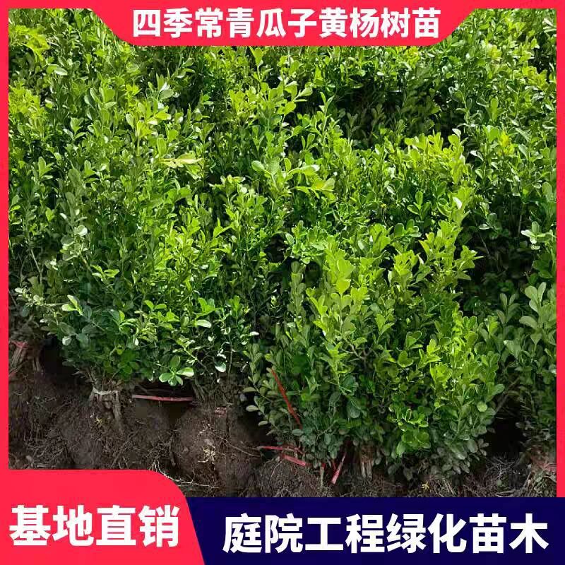 小叶黄杨苗庭院绿篱树苗瓜子黄杨苗耐寒耐热苗木