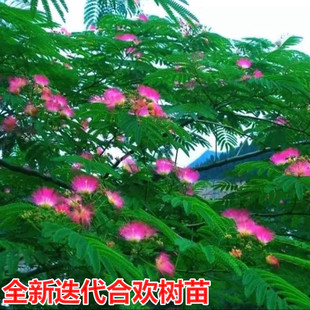 合欢树苗芙蓉树苗绒花树银叶金合欢花树苗树木庭院南北方种植盆栽