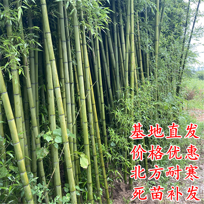 景观竹金竹室内观赏竹子盆栽植物庭院四季竹子苗不修剪紫竹盆景竹