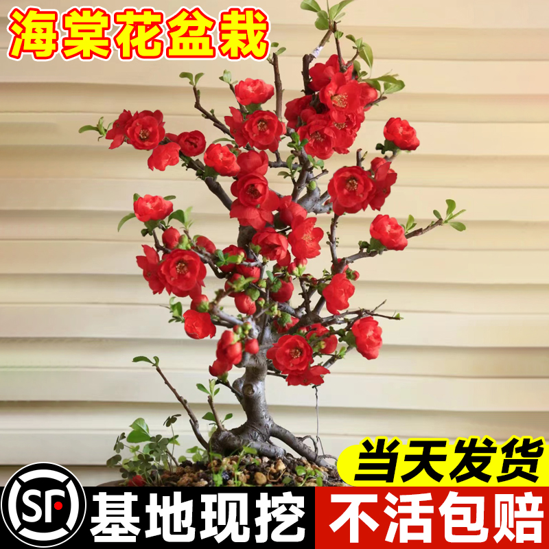 海棠花盆栽四季真西府海棠垂丝树苗庭院地栽花卉花园盆景老桩