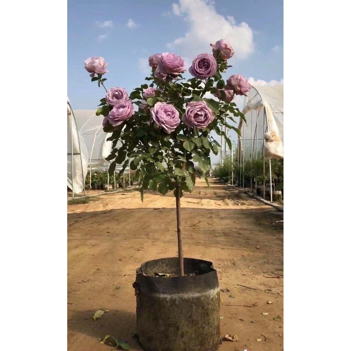 【紫色葡萄园之歌】树状月季庭院花卉阳台盆栽玫瑰花苗大花浓香
