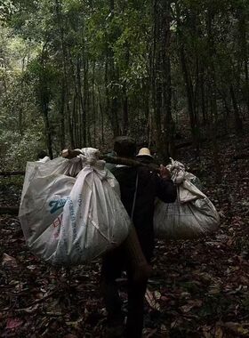 【春茶特价买一送一】2025年森林茶古树纯料 普洱生茶100克饼