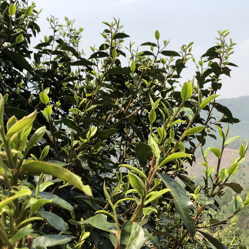 传统工艺云南普洱滇白香甜