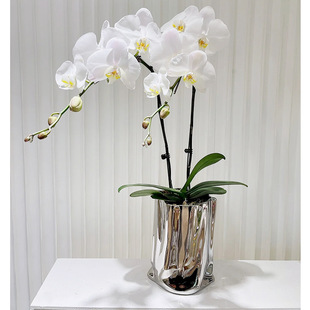 银色花瓶高级感轻奢电镀陶瓷水培花盆蝴蝶兰创意纸袋装饰插花瓶