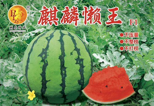 麒麟懒王西瓜种子40克/罐麒麟瓜类型懒汉种植四季