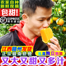 赣南脐橙江西赣州橙子大果新鲜水果10斤装 孕妇超甜橙多汁现摘 包邮