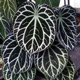 杂交花烛顺丰包邮 回声森林 稀有小众观叶植物阳台窗台盆栽