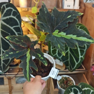 莱泽曼秋海棠一物一拍 回声森林 小众稀有室内观叶植物