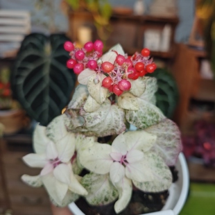 白锦红玉数珠珊瑚一物一拍 回声森林 小众稀有室内观叶植物