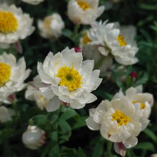 纸鳞托菊 回声森林 ins风网红窗台阳台开花植物