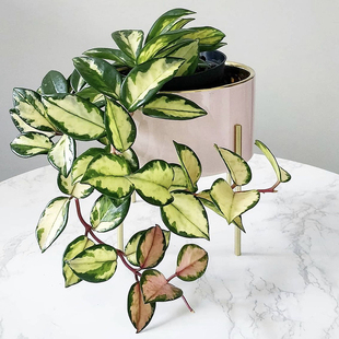 圆叶绿内球兰 Hoya Carnosa Var. 回声森林 稀有室内阳台垂吊植物