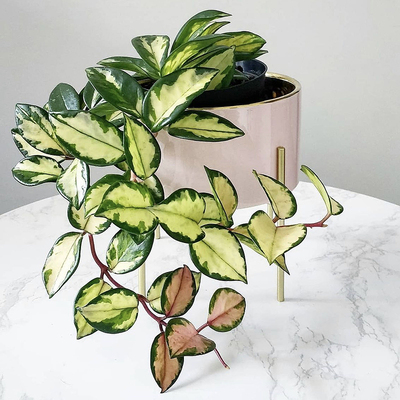 圆叶绿内球兰 Hoya Carnosa Var. 回声森林 稀有室内阳台垂吊植物