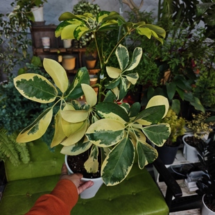 花叶大叶鸭脚木一物一拍 ins风网红室内植物 回声森林