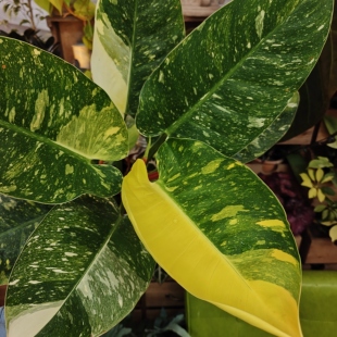 洒金刚果蔓绿绒一物一拍 回声森林 稀有小众观叶植物阳台窗台盆栽