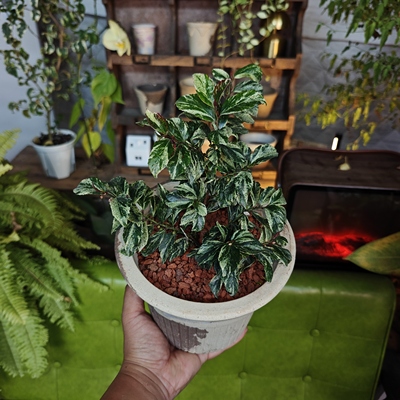 花叶柃木'残雪一物一拍 回声森林 ins风网红室内植物