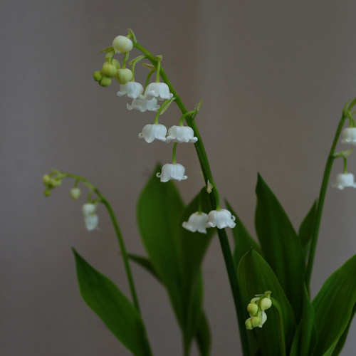 2024年荷兰进口原盆铃兰