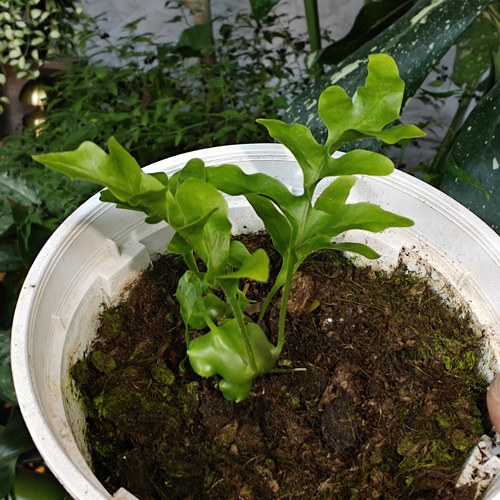 吕宋蚁栖蕨一物一拍 回声森林 ins风网红室内植物