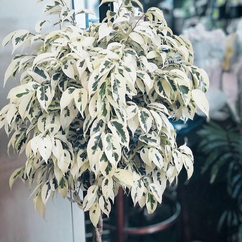 白锦星光垂榕 回声森林 ins风网红室内窗台阳台小盆栽,鲜花速递/花卉仿真/绿植园艺,绿植,淘宝优惠券,粉丝福利购,淘宝优惠卷