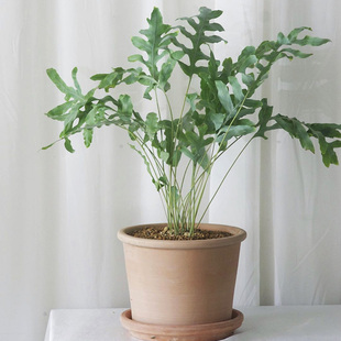 蓝星水龙骨蕨 回声森林 ins风网红室内植物喜荫高端花艺切叶花材