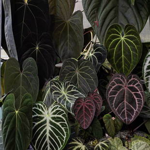 杂交花烛顺丰包邮 回声森林 稀有小众观叶植物阳台窗台盆栽