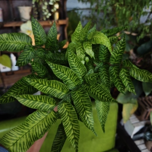 斑马蕨一物一拍 回声森林 ins风网红室内观叶植物