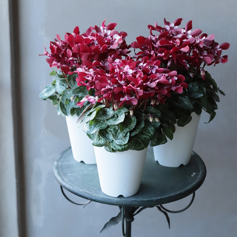 仙客来室内冬季花卉新手推荐