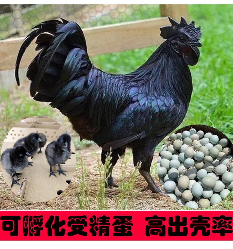 五黑一绿受精蛋可孵化小鸡散养鸡蛋乌骨鸡土柴黑羽绿壳种蛋