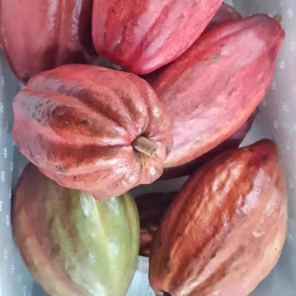 现摘新鲜可可果巧克力果原料装饰