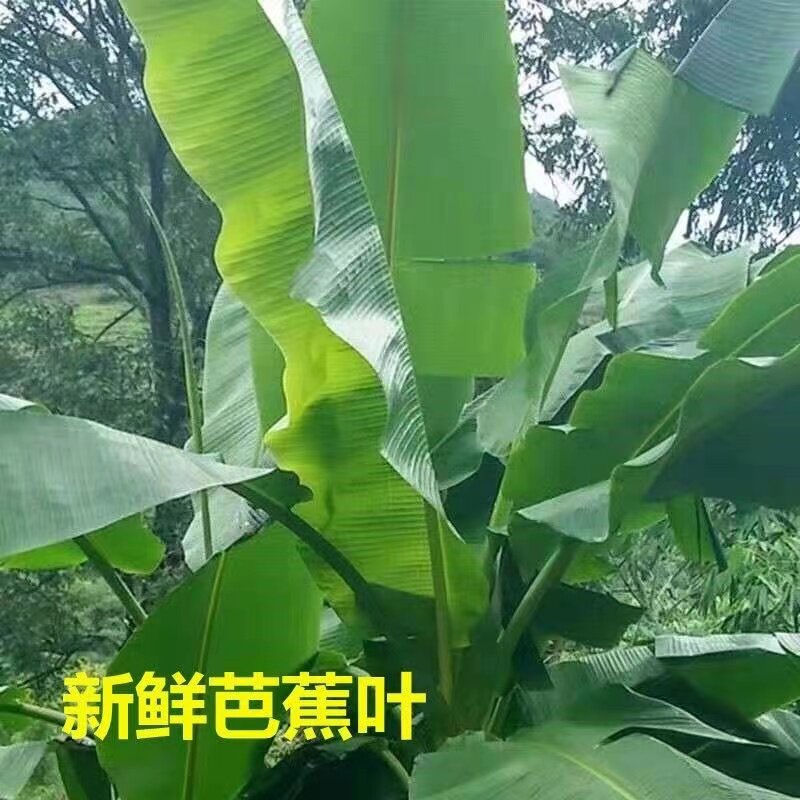 新鲜芭蕉叶做垫盘糍粑粽子包邮