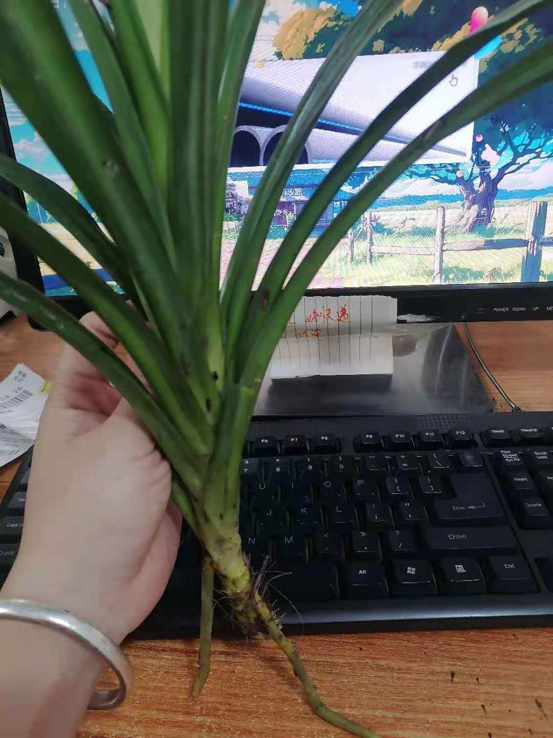 海南香兰叶裸根苗 新鲜斑兰叶裸苗泰国品种斑斓叶裸苗包邮