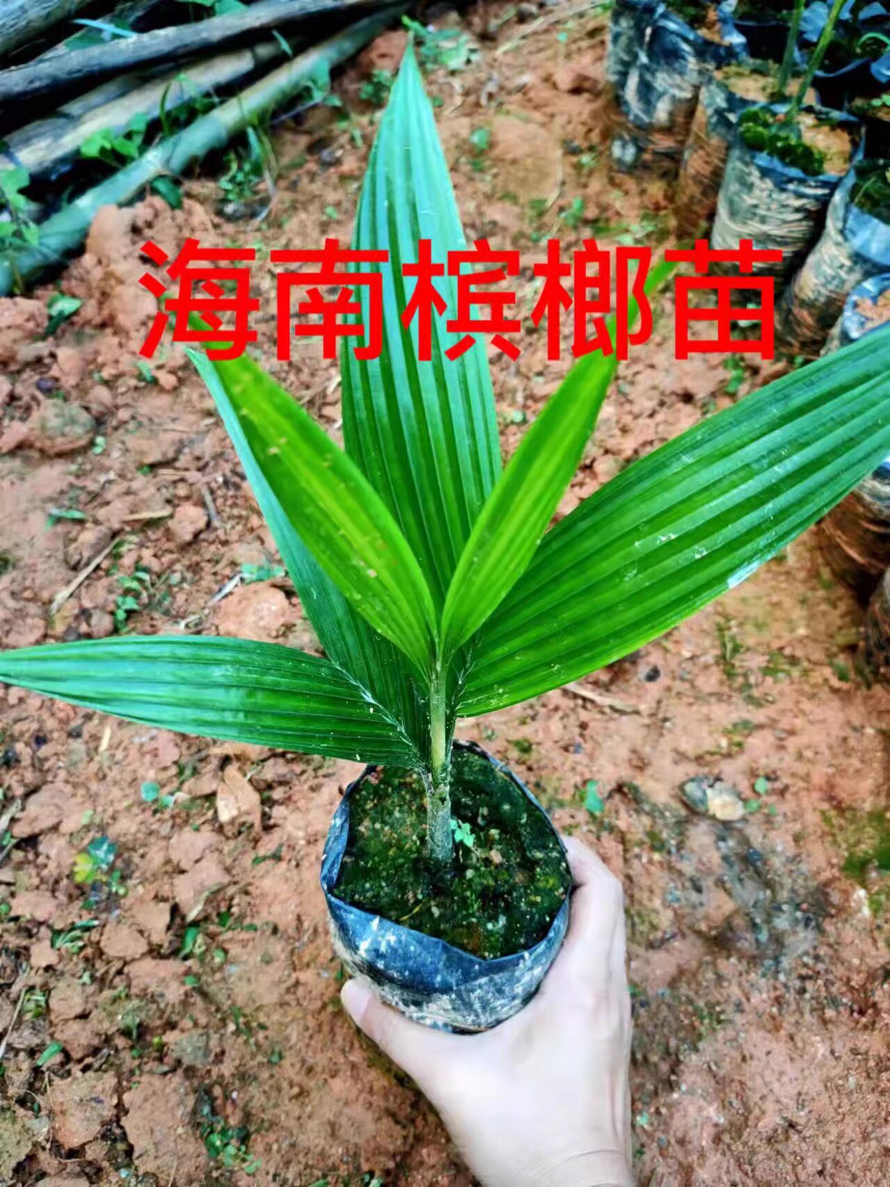 正宗海南琼中槟榔苗槟榔树苗槟榔树户外种植一株包邮景观树苗