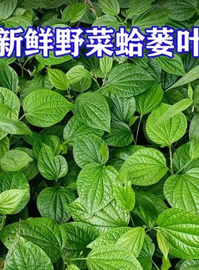 蔬菜新鲜野生假蒟纯蒌捞蛤篓叶假娄苗田螺饭包青香菜香料广西哈喽