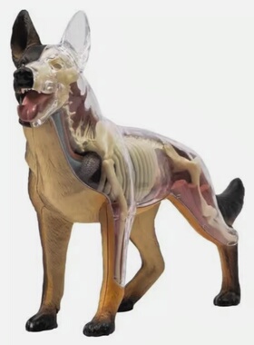 4D MASTER动物解剖模型生物实验犬模型教学益智拼装玩具狼狗骨骼