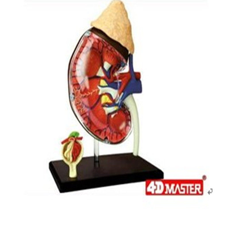 4D Master人体结构玩具可拆卸模型肾脏器官 1:1可做医学教玩具用