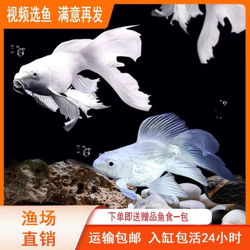 常温鱼鱼活体鱼蝴蝶鲤