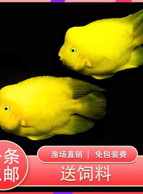 起头黄财神黄金财神包邮红鹦鹉