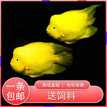 黄金财神鱼鹦鹉鱼热带淡水黄金鹦鹉起头财神元宝鱼精品鱼包邮活体