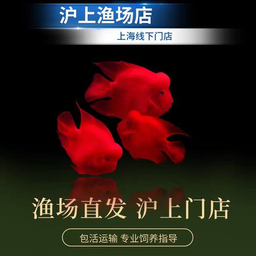 正宗台系起头财神鹦鹉鱼易养包活