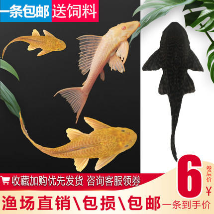 热带淡水观赏清道夫鱼活体清洁垃圾鱼工具鱼金苔老鼠女王鱼