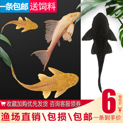 垃圾鱼清道夫清洁女王清缸鱼