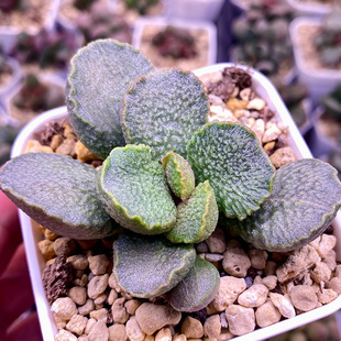 天蝎座 成株 水泡多肉 包邮 一物一拍 精品多肉 可带盆发