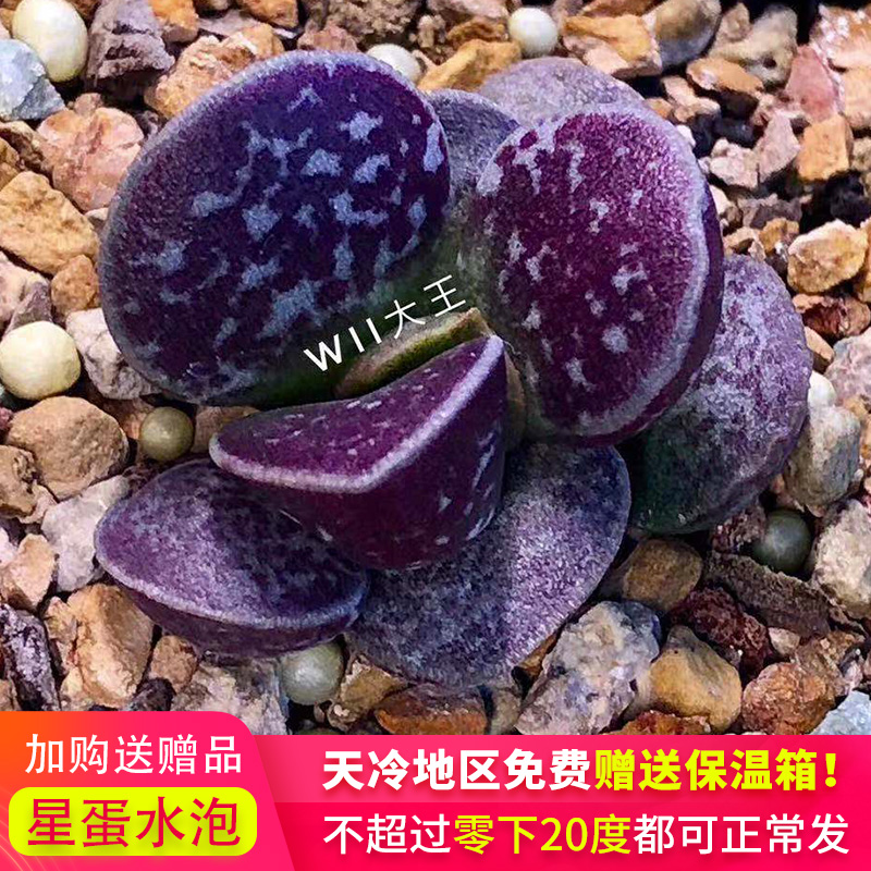 新品园艺水泡多肉 稀有蛋类水泡 星蛋水泡 多肉植物 特价 包顺丰