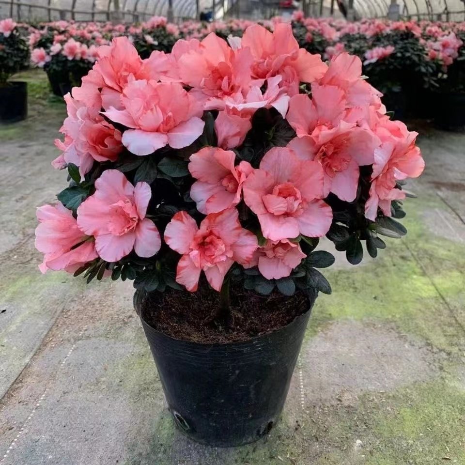 樱桃红杜鹃花四季开花阳台庭院稀有好品勤花盆栽盆景新手入门品种