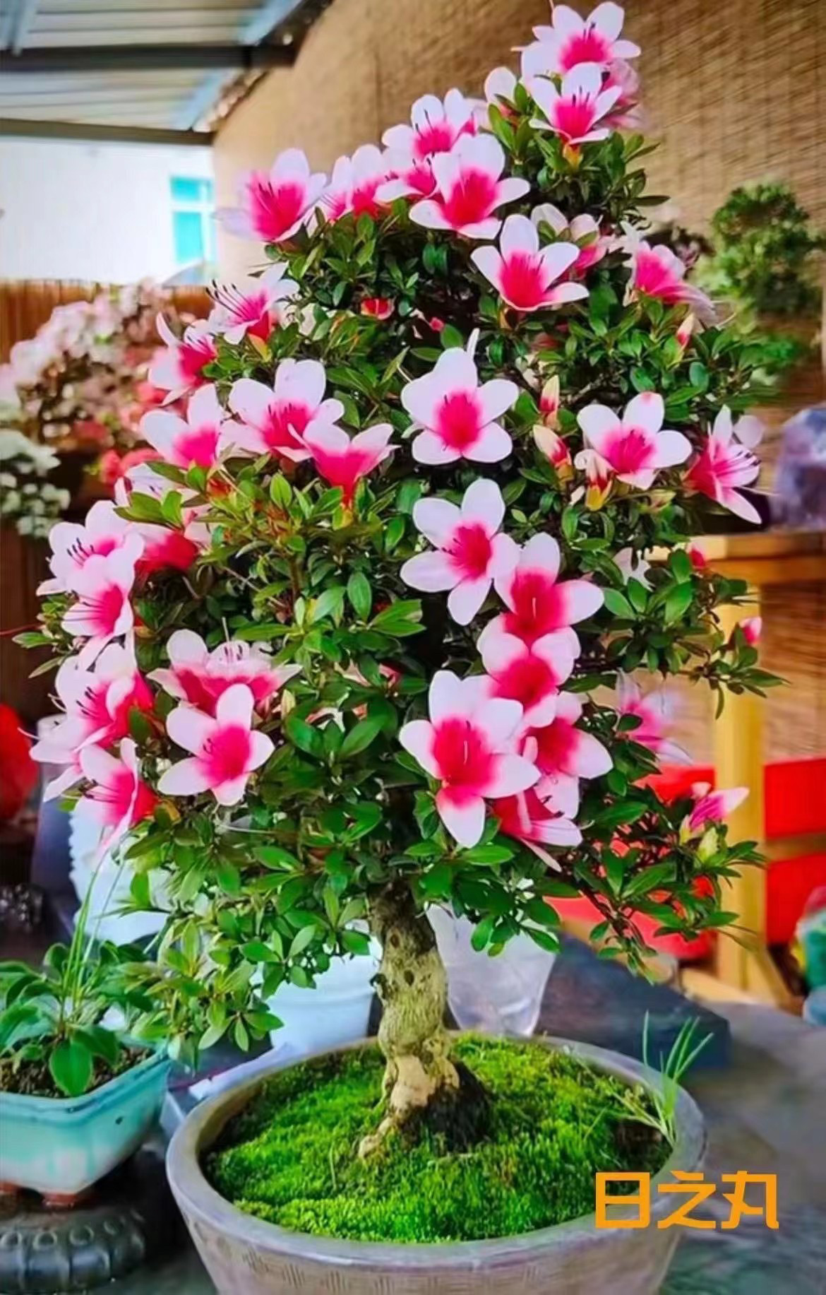 日之丸杜鹃花苗原生皋月杜鹃花东洋单瓣套瓣杜鹃花盆栽好养易活