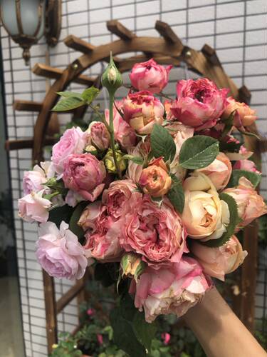 直播欧月专拍链接