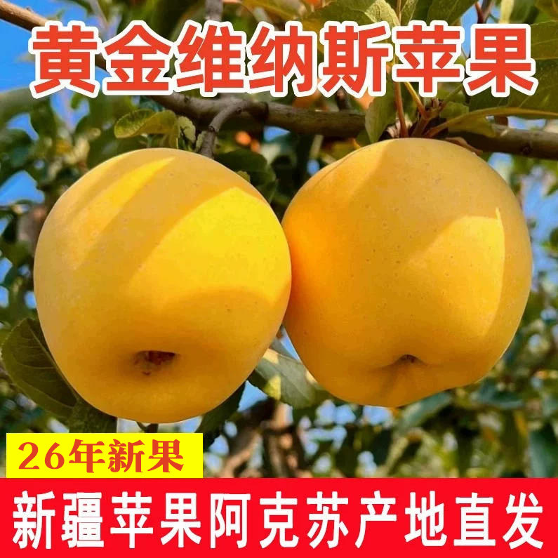 2026新苹果 正宗新疆阿克苏维纳斯黄金苹果 维纳斯苹果阿克苏直发